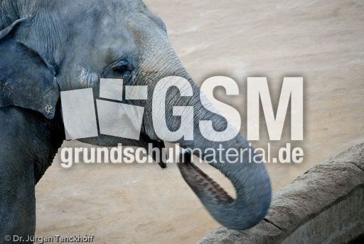 Asiatischer Elefant (6 von 21).jpg